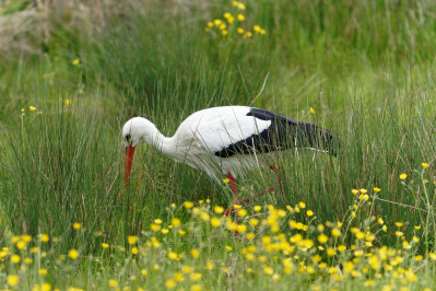 Witte Ooievaar