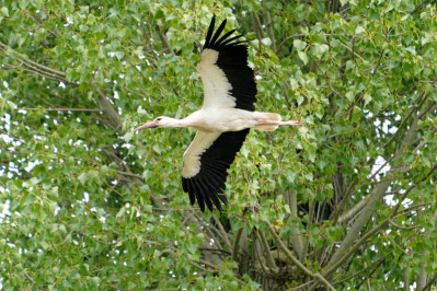 Witte Ooievaar