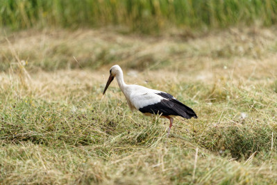 Witte Ooievaar