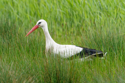 witte Ooievaar