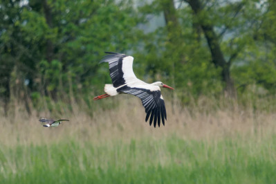 Witte Ooievaar