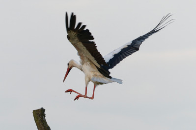 Witte OoievaarWhite Stork