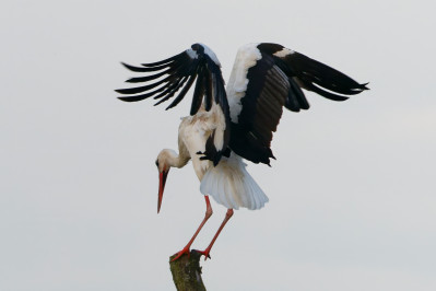 Witte OoievaarWhite Stork