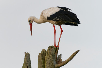 Witte OoievaarWhite Stork