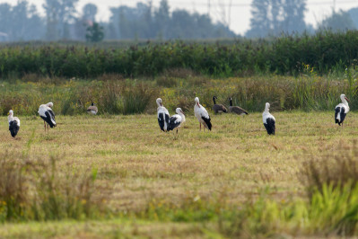 Witte OoievaarWhite Stork