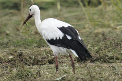 Witte Ooievaar