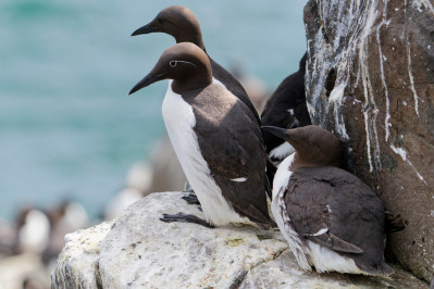 ZeekoetGuillemot