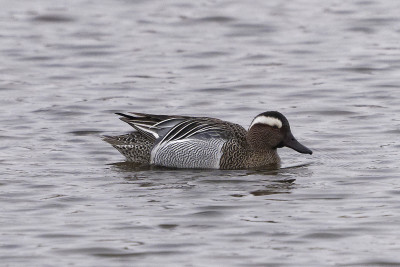 Zomertaling<br>Garganey