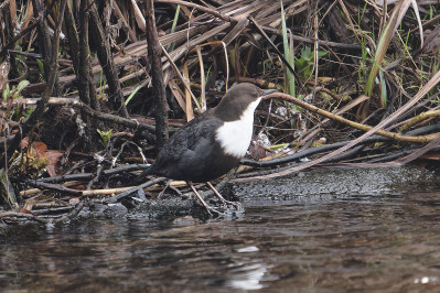 Zwartbuikwaterspreeuw