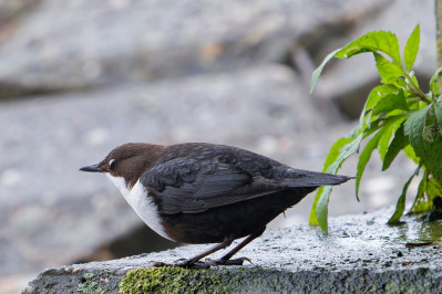 Zwartbuikwaterspreeuw