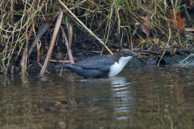 Zwartbuikwaterspreeuw