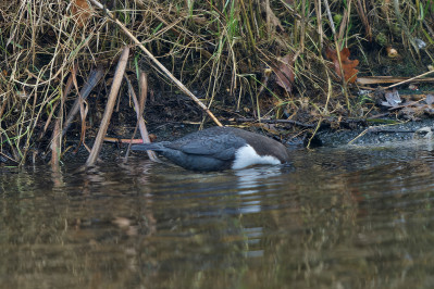 Zwartbuikwaterspreeuw