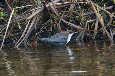 Zwartbuikwaterspreeuw