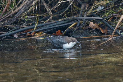 Zwartbuikwaterspreeuw