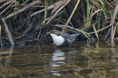 Zwartbuikwaterspreeuw