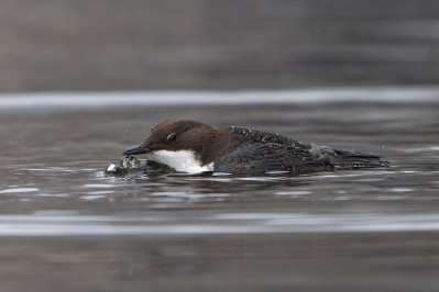 Zwartbuikwaterspreeuw