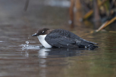 Zwartbuikwaterspreeuw