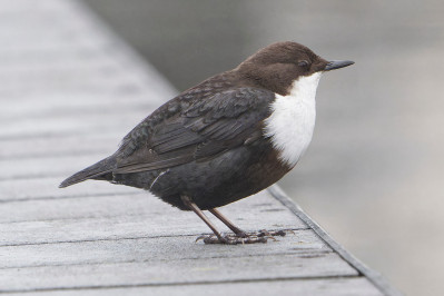 Zwartbuikwaterspreeuw