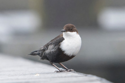 Zwartbuikwaterspreeuw