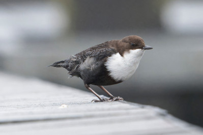 Zwartbuikwaterspreeuw