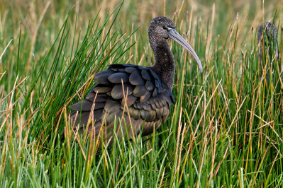 Zwarte IbisGlossy Ibis