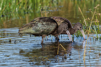 Zwarte IbisGlossy Ibis