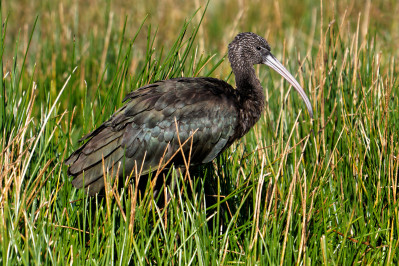 Zwarte IbisGlossy Ibis