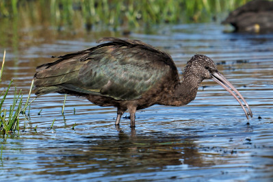 Zwarte IbisGlossy Ibis