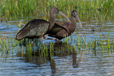 Zwarte IbisGlossy Ibis