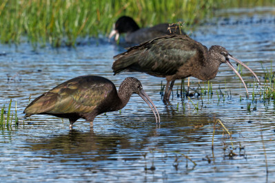 Zwarte IbisGlossy Ibis