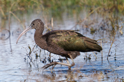 Zwarte IbisGlossy Ibis