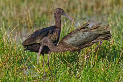 Zwarte IbisGlossy Ibis