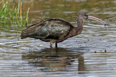 Zwarte IbisGlossy Ibis