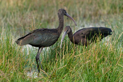 Zwarte IbisGlossy Ibis