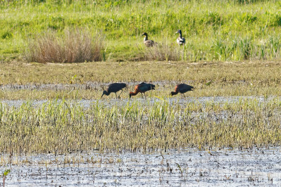 Zwarte Ibis