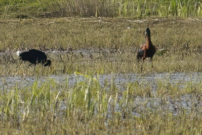 Zwarte Ibis 