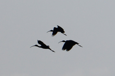 Zwarte Ibis