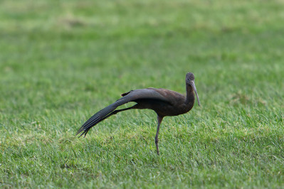 Zwarte Ibis