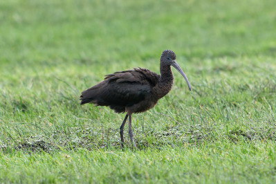 Zwarte Ibis