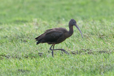 Zwarte Ibis