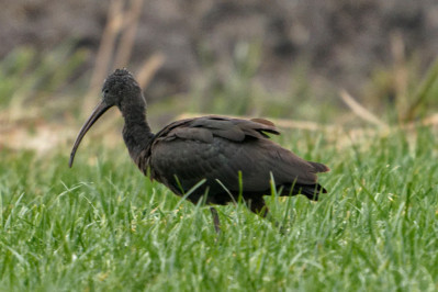 Zwarte Ibis