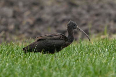 Zwarte Ibis