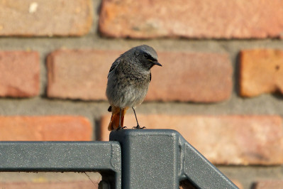 Zwarte Roodstaart /m