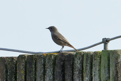 Zwarte Roodstaart /vBlack Redstart /f