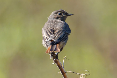 Zwarte Roodstaart /vBlack Redstart /f