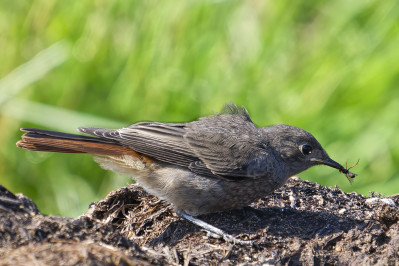 Zwarte Roodstaart /vBlack Redstart /f