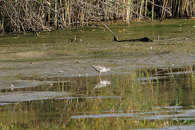 Zwarte Ruiter