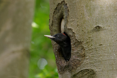 Zwarte Specht /jongBlack Woodpecker /young 