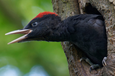 Zwarte Specht /young mBlack Woodpecker /young m