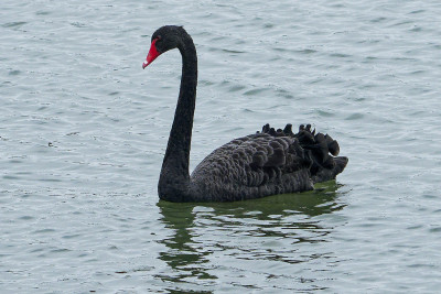 Zwarte Zwaan<br>Black Swan